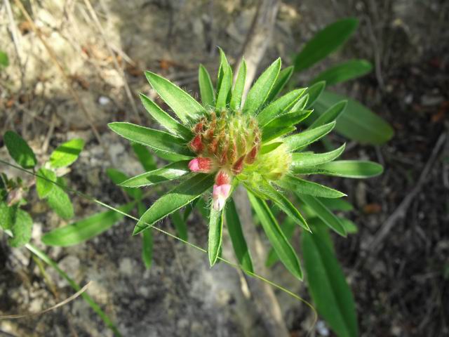 Anthyllis vulneraria (Fabaceae)